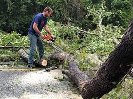 Best Storm Damage Tree Cleanup  in Weedpatch, CA