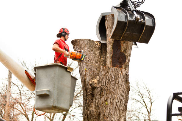 How Our Tree Care Process Works  in  Weedpatch, CA